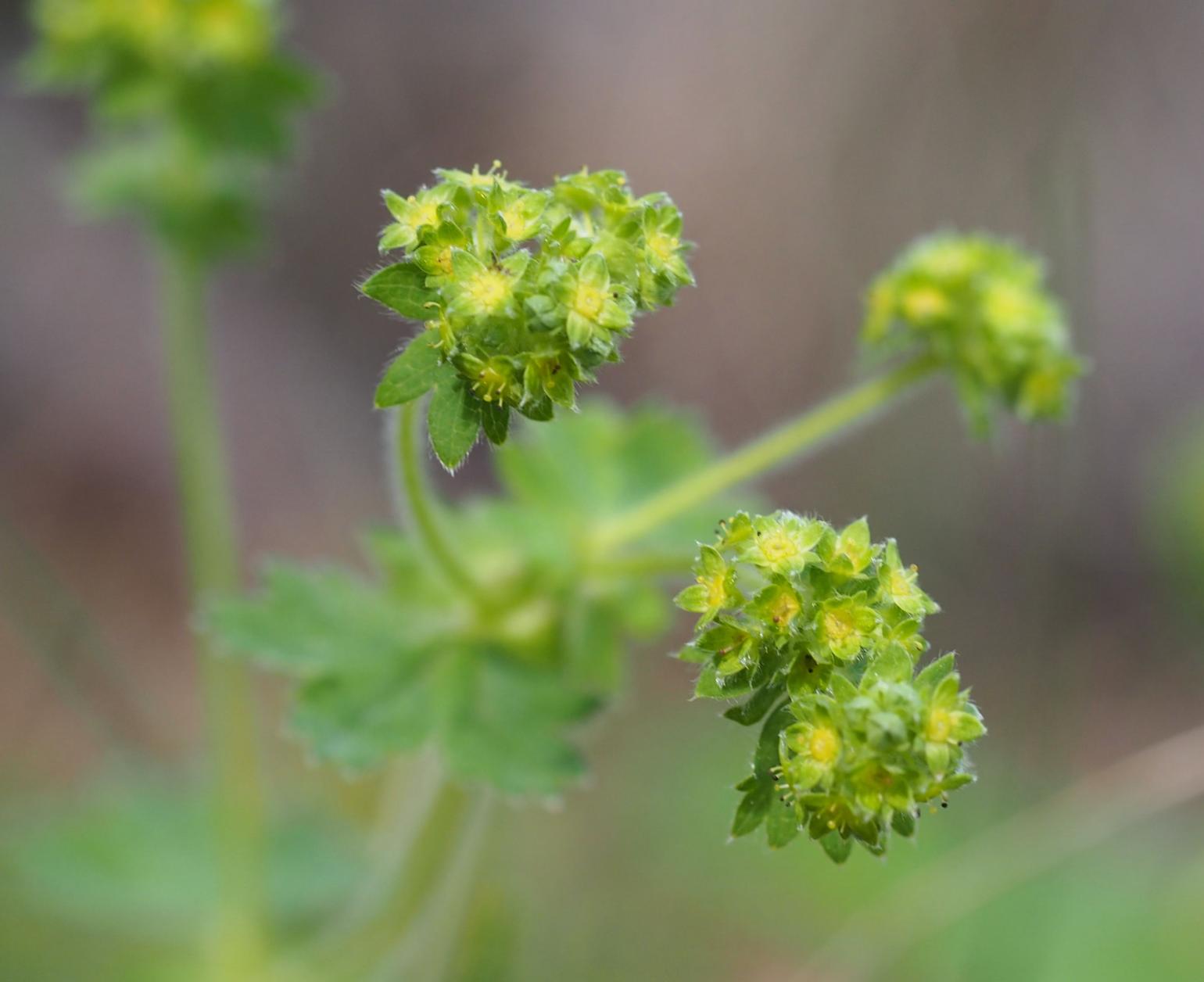 Lady's Mantle,(Blueish)